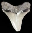 Serrated Megalodon Tooth - South Carolina #47225-1